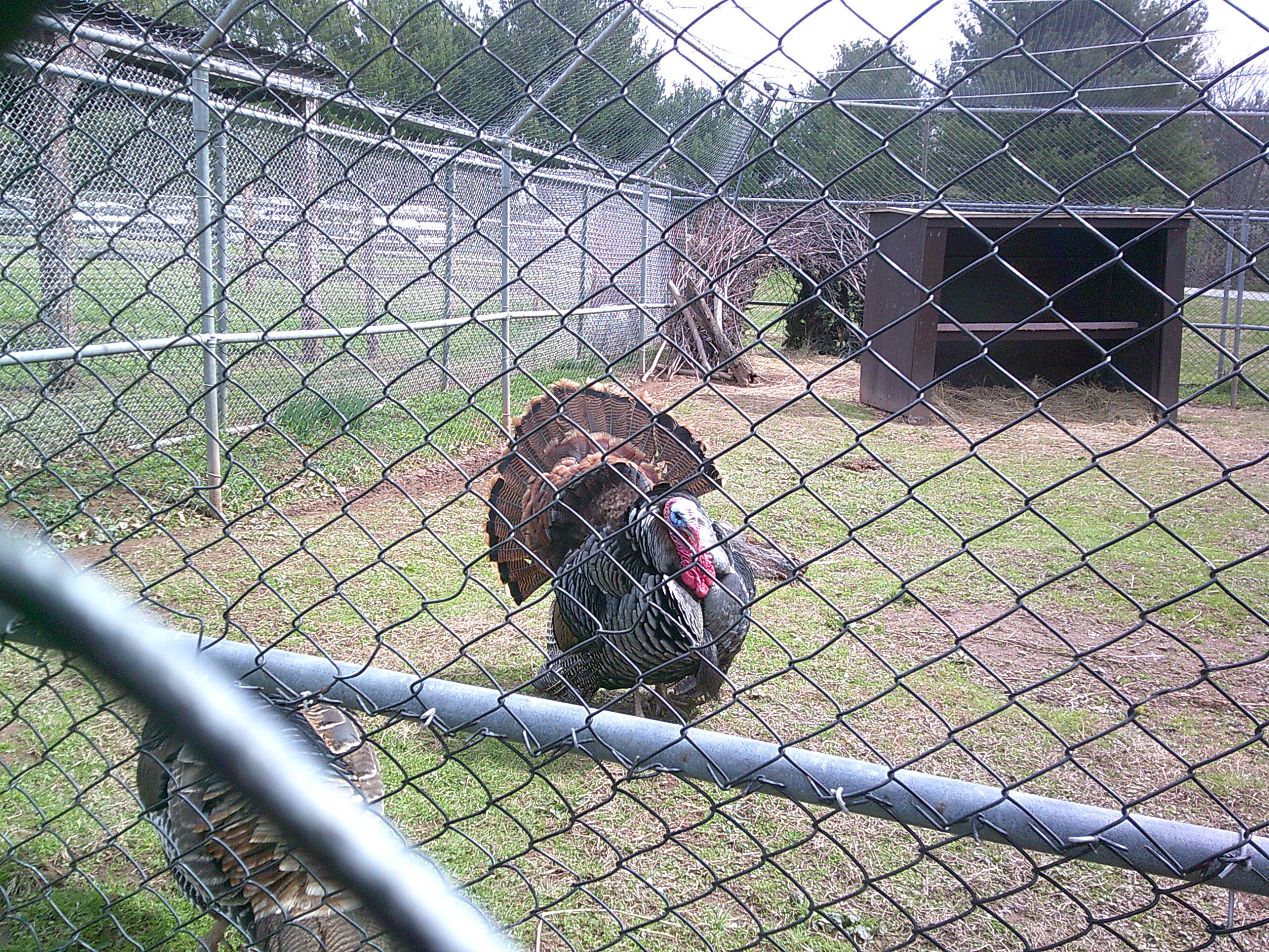 Thanksgiving Fun🦃