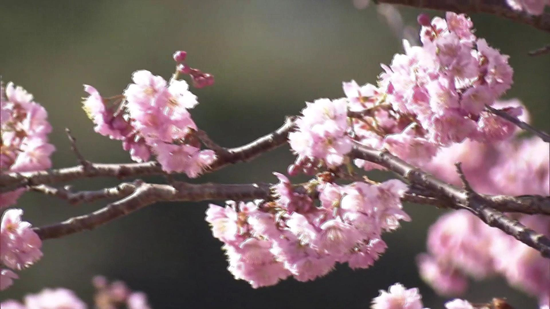 Cherry Blossom Time!!!🌸✧･ﾟ:･ﾟ✧