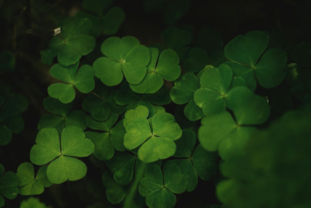 Detailed close-up of green clover leaves, showcasing natural beauty and vibrant textures.